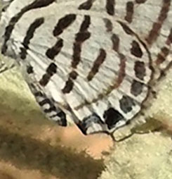 Mediterranean Tiger Blue, Tarucus rosacea (Austaut, 1885). Wadi nord for Saiq Plateau, Oman nov. - dec. 2022. Fotograf; Torben Sebro 