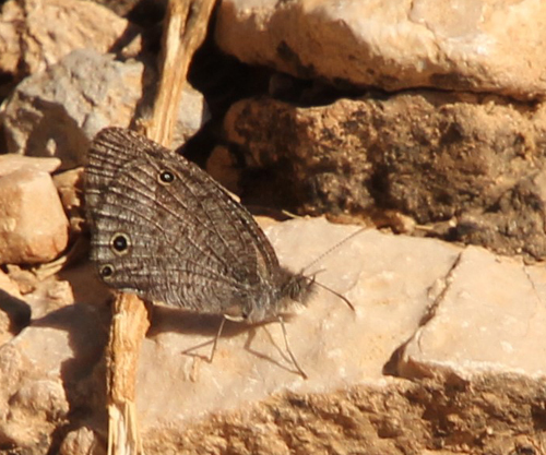 African Ringlet, Ypthima asterope (Klug, 1832). Shabal Samhan, Oman nov. - dec. 2022. Fotograf; Lars Rudfeld