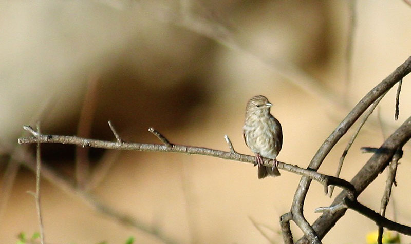 Yemensisken, Crithagra menachensis. Tawi Atayr, Oman d. 22 november 2018. Fotograf: Erling Krabbe