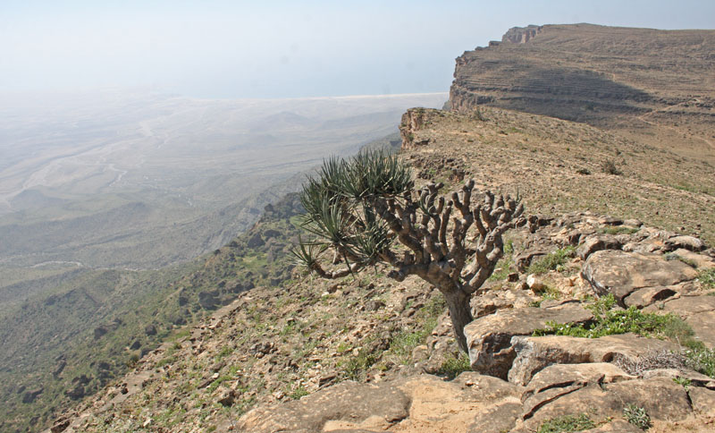 Jabal Samhan, Dhofarbjergene, Oman d. 22 november 2018. Fotograf: Erling Krabbe