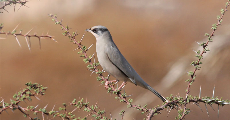 Palmefugl, Hypocolius ampelinus. Mudday, Dhofarbjergene, Oman d. 24 november 2018. Fotograf: Erling Krabbe