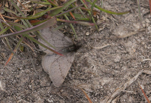 Pjuskemler, Macaria fusca (Thunberg, 1792). Flatruet 950 m-, Hrjedalen, Sverige 26  juni 2018. Fotograf; Lars Andersen