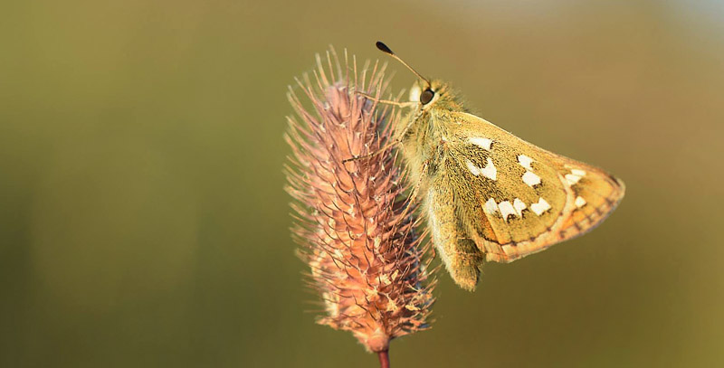 Arktisk Kommabredpande, Hesperia comma ssp.: catena. Flten, Oppland, Norge d. 15  juli 2018. Fotograf; Gerd Elisabeth Grini