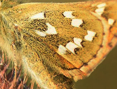 Arktisk Kommabredpande, Hesperia comma ssp.: catena. Fløten, Oppland, Norge d. 15 juli 2018. Fotograf; Gerd Elisabeth Grini