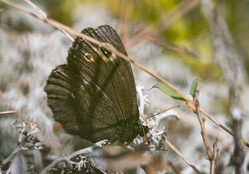 Mosebjergrandje, Erebia embla.  Mose/Myrlendt i Trysil, Norge d. 10 juni 2018. Fotograf; Arne Ileby Uleberg