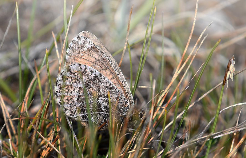 Arktisk Randøje, Oeneis bore. Grønnåsen, Alta, Finnmarken, Norge d. 14 juli 2018. Fotograf; Arne Ileby Uleberg