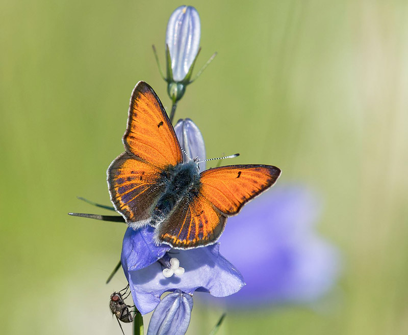 Violetrandet Ildfugl, Lycaena hippothoe ssp. stiberi han.    Grnnsen, Alta, Finnmarken, Norge d. 14 juli 2018. Fotograf; Arne Ileby Uleberg 