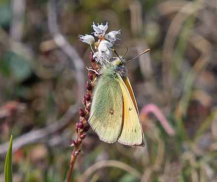 Højnordisk Høsommerfugl, Colias sulitelma. Grønnåsen, Alta, Finnmarken, Norge d. 14 juli 2018. Fotograf; Arne Ileby Uleberg