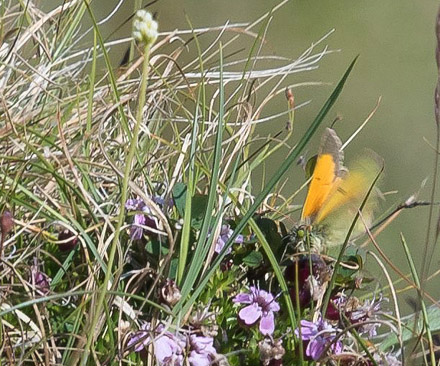 Højnordisk Høsommerfugl, Colias sulitelma. Grønnåsen, Alta, Finnmarken, Norge d. 14 juli 2018. Fotograf; Arne Ileby Uleberg