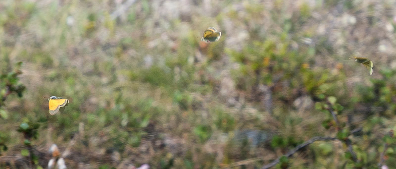 Højnordisk Høsommerfugl, Colias sulitelma. Grønnåsen, Alta, Finnmarken, Norge d. 14 juli 2018. Fotograf; Arne Ileby Uleberg