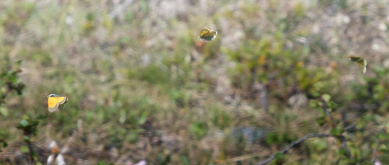 Hjnordisk Hsommerfugl, Colias sulitelma.   Grnnsen, Alta, Finnmarken, Norge d. 14 juli 2018. Fotograf; Arne Ileby Uleberg 