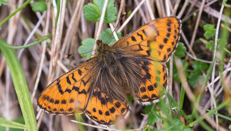 Arktisk Perlemorsommerfugl, Boloria chariclea.  Grnnsen, Alta, Finnmarken, Norge d. 14 juli 2018. Fotograf; Arne Ileby Uleberg 