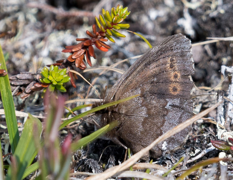 Nordlig Mosebjergrandje, Erebia disa.  Grnnsen, Alta, Finnmarken, Norge d. 14 juli 2018. Fotograf; Arne Ileby Uleberg 