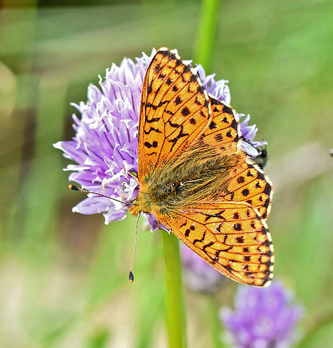 Fjeldperlemorsommerfugl, Boloria napaea. Flten, Oppland, Norge d. 25 juni 2018. Fotograf; Gerd Elisabeth Grini