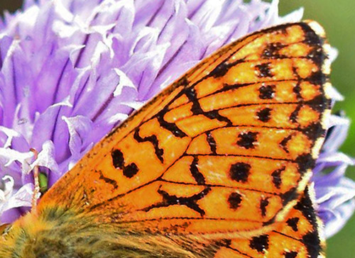 Fjeldperlemorsommerfugl, Boloria napaea. Flten, Oppland, Norge d. 25 juni 2018. Fotograf; Gerd Elisabeth Grini