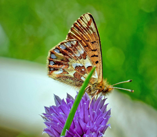 Fjeldperlemorsommerfugl, Boloria napaea. Flten, Oppland, Norge d. 25 juni 2018. Fotograf; Gerd Elisabeth Grini