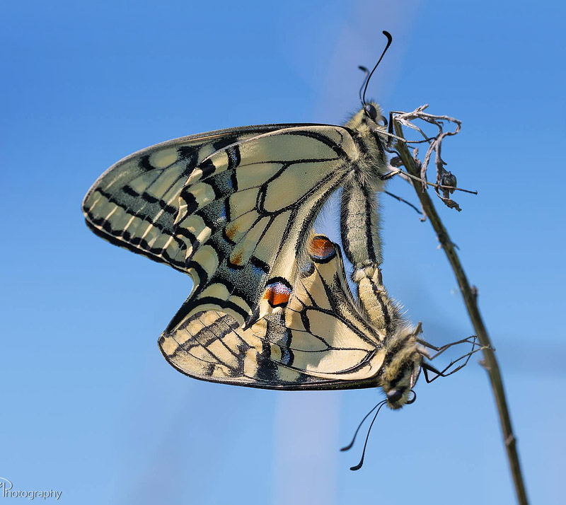 Svalehale, Papilio machaon parring. Ytre Hvaler Nasjonalpark - Asmaly, stfold, Norge d. 27 maj 2018. Fotograf; Arne Ileby Uleberg