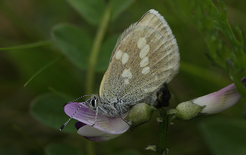 Fjeldblåfugl, Agriades orbitulus. Ramundberget Fjeldby 720 m.h., Härjedalen, Jämtland, Sverige d. 22 juni 2018. Fotograf; Lars Andersen