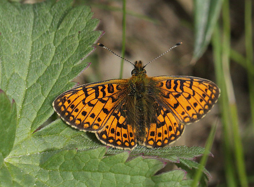 Brunflckig Prlemorfjril, Boloria selene ssp. hela. Floten, Hrjedalen, Sverige d. 22 juni 2018. Fotograf; Lars Andersen