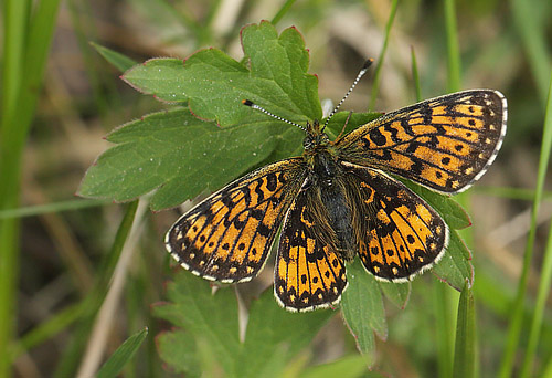 Brunflckig Prlemorfjril, Boloria selene ssp. hela. Floten, Hrjedalen, Sverige d. 22 juni 2018. Fotograf; Lars Andersen