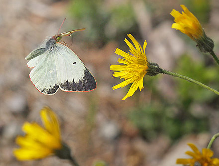 Mosehøsommerfugl, Colias palaeno hun. Sånfjället, Härjedalen d. 23 juni 2018. Fotograf; Lars Andersen