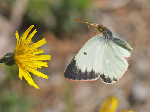 Mosehøsommerfugl, Colias palaeno hun. Sånfjället, Härjedalen d. 23 juni 2018. Fotograf; Lars Andersen