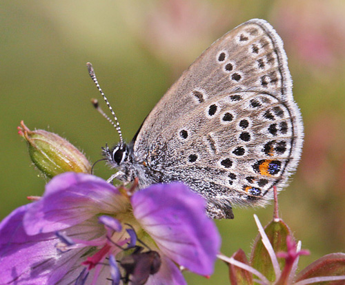 Blleblfugl, Agriades optilete f. cyparissus hun. Floten, Hrjerdalen, Sverige d. 23 juni 2018.   Fotograf; Lars Andersen