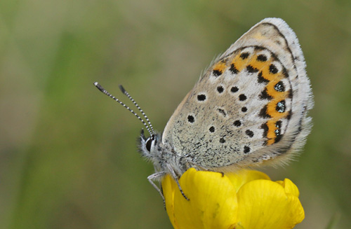 Hedblåvinge, Plebejus idas hun. Ljusnandalen,, Härjedalen, Jämtland, Sverige d. 23 juni 2018. Fotograf; Lars Andersen