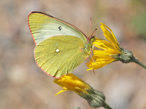 Mosehøsommerfugl, Colias palaeno hun. Sånfjället, Härjedalen d. 23 juni 2018. Fotograf; Lars Andersen