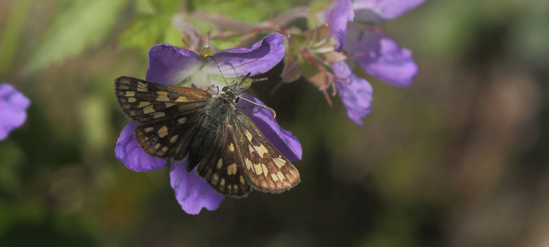 Carterocephalus palaemon han. Sonfjllet, Hrjedalen, Sverige d. 23  juni 2018. Fotograf; Lars Andersen