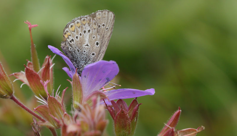 Chokoladebrun Blfugl, Eumedonia eumedon. sarna, Jmtland, Sverige d. 24 juni 2018. Fotograf; Lars Andersen