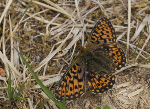 Rdlig Perlemorsommerfugl, Boloria euphrosyne. sarna, Jmtland, Sverige d. 24 juni 2018. Fotograf; Lars Andersen