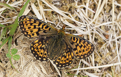 Rdlig Perlemorsommerfugl, Boloria euphrosyne. sarna, Jmtland, Sverige d. 24 juni 2018. Fotograf; Lars Andersen