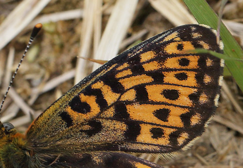 Rdlig Perlemorsommerfugl, Boloria euphrosyne. sarna, Jmtland, Sverige d. 24 juni 2018. Fotograf; Lars Andersen