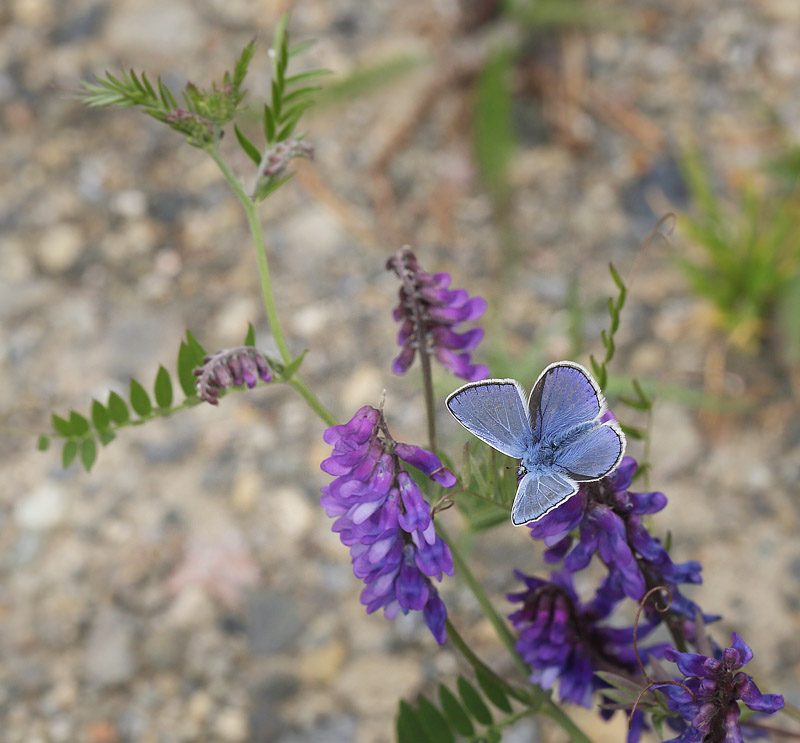 Almindelig blåfugl, Polyommatus icarus han. Åsarna, Jämtland, Sverige d. 24 junili 2018. Fotograf: Lars Andersen