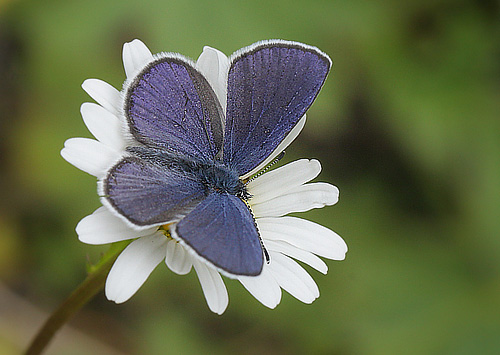 Bølleblåfugl, Agriades optilete f. cyparissus han. Åsarna, Jämtland, Sverige d. 24 juni 2018. Fotograf; Lars Andersen
