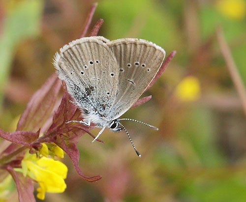 Engblfugl, Polyommatus semiargus hun. sarna, Jmtland, Sverige d. 24 juni 2018. Fotograf; Lars Andersen