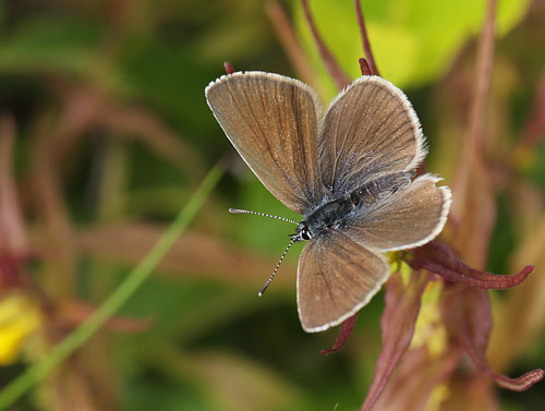 Engblfugl, Polyommatus semiargus hun. sarna, Jmtland, Sverige d. 24 juni 2018. Fotograf; Lars Andersen