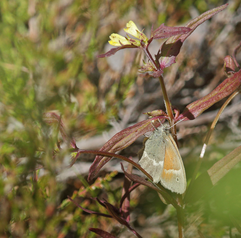 Lokalitet for Moserandje, Coenonympha tullia ssp. isis. Srvfjllet, Hrjedalen, Sverige d. 25 juni 2018. Fotograf; Lars Andersen