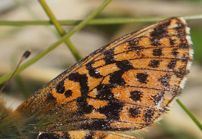 Moseperlemorsommerfugl, Boloria aquilonaris. Srvfjllet, Hrjedalen, Sverige 25  juni 2018. Fotograf; Lars Andersen