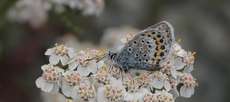 Argusblfugl, Plebejus argus slidt han. Flatruet 950 m-, Hrjedalen, Sverige d. 25 juni 2018. Fotograf; Lars Andersen