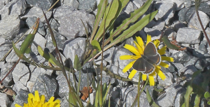 Argusblfugl, Plebejus argus hun. Msslingen 950 m-, Hrjedalen, Sverige, Sverige d. 26 juni 2018. Fotograf; Lars Andersen