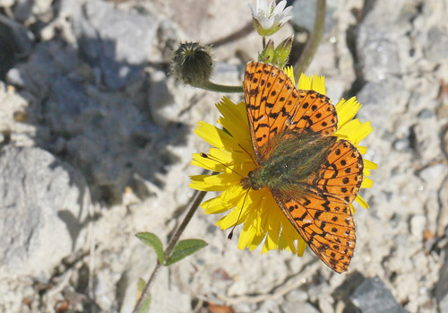 Fjeldperlemorsommerfugl, Boloria napaea. Msslingen 950  m-, Hrjedalen, Sverige 26  juni 2018. Fotograf; Lars Andersen