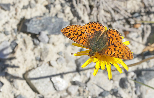 Fjeldperlemorsommerfugl, Boloria napaea. Msslingen 950  m-, Hrjedalen, Sverige 26  juni 2018. Fotograf; Lars Andersen