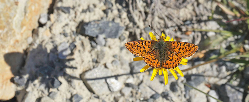 Fjeldperlemorsommerfugl, Boloria napaea. Msslingen 950  m-, Hrjedalen, Sverige 26  juni 2018. Fotograf; Lars Andersen