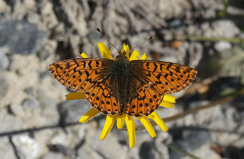 Moseperlemorsommerfugl, Boloria aquilonaris. Flatruet, Hrjedalen, Sverige 26  juni 2018. Fotograf; Lars Andersen