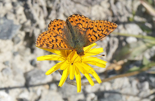 Fjeldperlemorsommerfugl, Boloria napaea. Msslingen 950  m-, Hrjedalen, Sverige 26  juni 2018. Fotograf; Lars Andersen