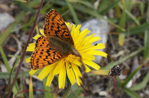 Moseperlemorsommerfugl, Boloria aquilonaris. Flatruet, Hrjedalen, Sverige 26  juni 2018. Fotograf; Lars Andersen