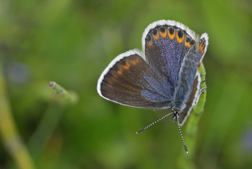 Hedblåvinge, Plebejus idas hun. Ljusnandalen,, Härjedalen, Jämtland, Sverige d. 26 juni 2018. Fotograf; Lars Andersen