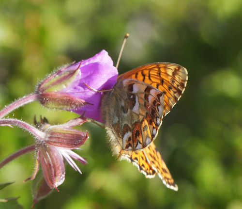 Fjeldperlemorsommerfugl, Boloria napaea. Ramundberget 950 - 1000 m-, Hrjedalen, Sverige 27  juni 2018. Fotograf; Lars Andersen